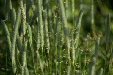 Sivri yeşil çim yeşil arka plan çiğ tanesini bırakır. Bahar doğa Tema sabah erken güneş yaktı. Seçici odak makro ile sığ Dof vurdu