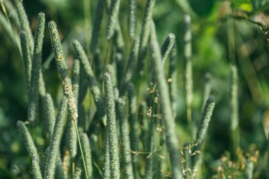 Sivri yeşil çim yeşil arka plan çiğ tanesini bırakır. Bahar doğa Tema sabah erken güneş yaktı. Seçici odak makro ile sığ Dof vurdu