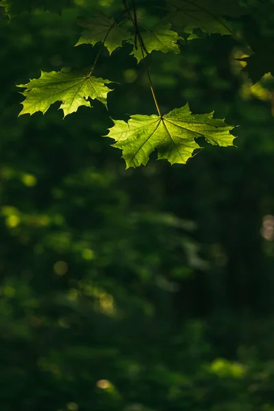 Folhas de árvore de bordo iluminadas pelo sol brilhando através do verão primavera Fundo. macro tiro foco seletivo com profundidade rasa de campo — Fotografia de Stock