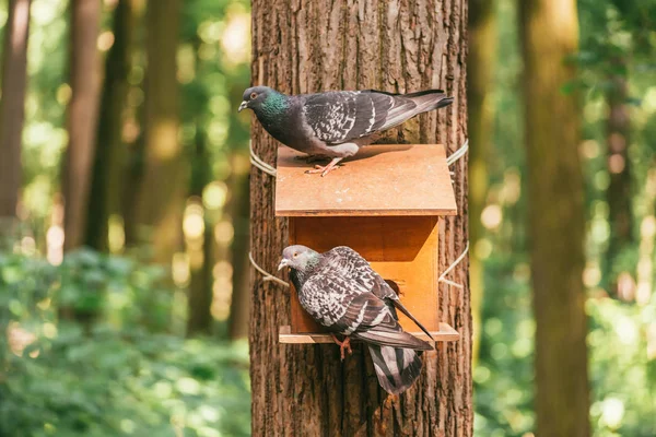 Två duvor som sitter på en stor trä feeder spikas till stammen på ett träd i skogen — Stockfoto