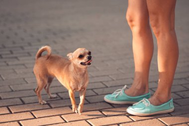 Sevimli küçük Chihuahua köpek sahipleri ayakları yanında duruyor