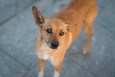 Rus oyuncak korkunç kameraya bakarak kapatın. Seçici odak makro ile sığ Dof vurdu