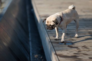 Şirin pug standları ve su arayışı içinde çukurun içine görünüyor. Parlak bahar güneşi sırtında aydınlatır