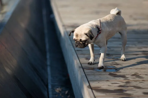 Pug bonito fica e olha para a vala, em busca de água. sol brilhante primavera ilumina suas costas — Fotografia de Stock