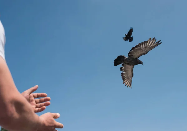 Mannelijke handen het vrijgeven van twee duiven of duiven in de lucht. symbolische beeld van vrijheid, bevrijding en gelijkheid — Stockfoto