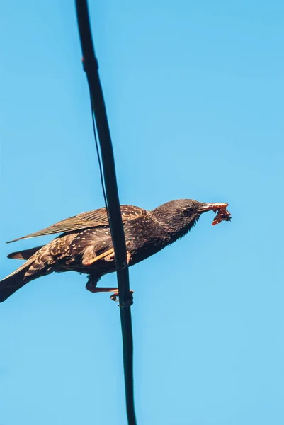 O estorninho se senta no fio de seu bico são insetos para a posteridade. Conceito de cuidado na natureza selvagem — Fotografia de Stock