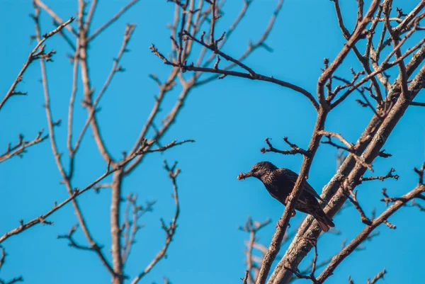 Onun gaga ağaç dalı starling oturur gelecek nesiller için hatalardır. Vahşi doğada bakım kavramı — Stok fotoğraf