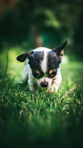 Aranyos kis chihuahua kutya játék és feltérképezni a gyep tele zöld friss tavaszi füvet. Szelektív összpontosít bokeh háttér. FüggŒleges kompozíciójáról szórólapok vagy a telefon képernyőjén — Stock Fotó