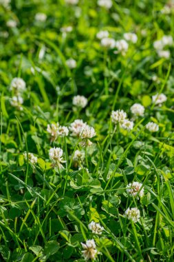 Beyaz çiçekli yonca trifolium pratense. seçici odak makro görüntüsü ve sığ DOF