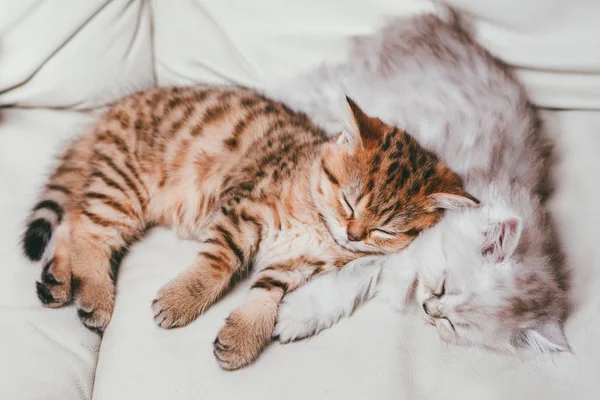 Két imádnivaló kis macska fáradt és alszik ölelést egymás után a játék körül — Stock Fotó