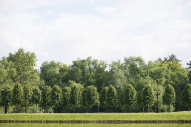 ağlayan willows ve yüzey su ve parlak güneş tarafından aydınlatılmış yansıtan birches ağaçları ile güzel bahar manzara