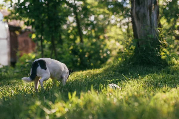 O pequeno cão Chihuahua brincando lá fora no gramado grama primavera. Foco seletivo bokeh fundo. Visão traseira — Fotografia de Stock