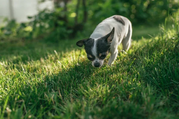 O pequeno cão Chihuahua brincando lá fora no gramado grama primavera. Foco seletivo bokeh fundo — Fotografia de Stock