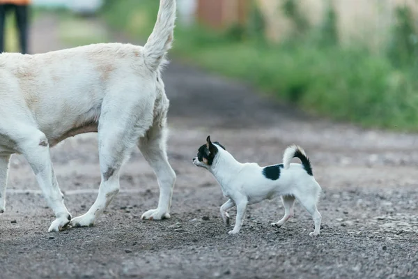 Ένα μικρό σκυλί chihuahua ακολουθεί ένα άλλο μεγάλο σκύλο. Ανοιξιάτικο τοπίο επιλεκτική εστίαση πυροβόλησε με ρηχά Dof — Φωτογραφία Αρχείου