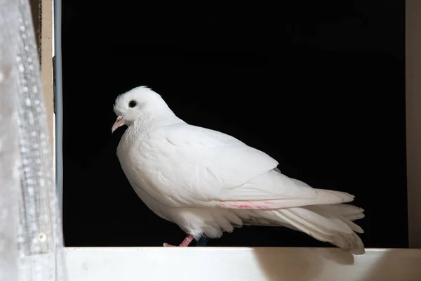 白鸽坐在黑暗夜空背景上的白色窗户上。他不小心飞过来了 — 图库照片