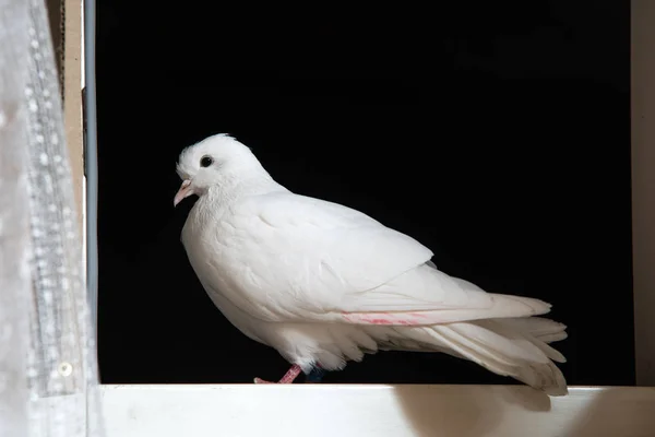 Pomba branca senta-se em uma janela branca no fundo do céu noturno escuro. Voou acidentalmente para cá. — Fotografia de Stock