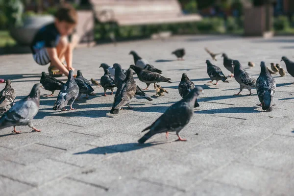Malý chlapec dřepy a krmí hejno holubů s vrabci na náměstí kámen. Slunečné jarní nebo letní den. Selektivní fokus s mělkým Dof. Rozostření obrazu rozmazané tiltshift — Stock fotografie