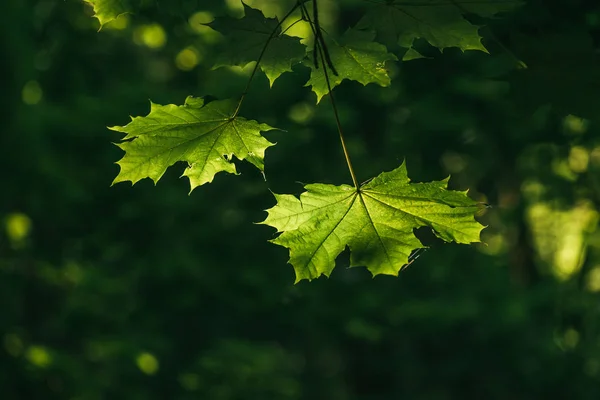 Folhas de árvore de bordo iluminadas pelo sol brilhando através do verão primavera Fundo. macro tiro foco seletivo com profundidade rasa de campo — Fotografia de Stock