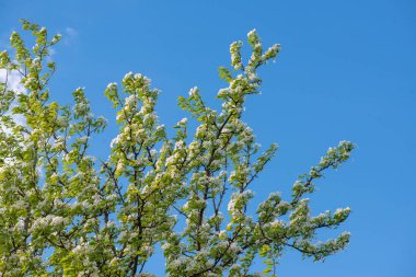 temiz mavi gökyüzü arka plan üzerinde armut ağacının güzel çiçek açan dalları. Doğa bahar arka plan