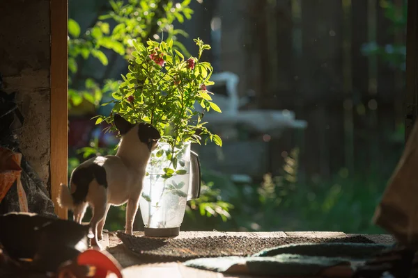 Ein kleiner, lustiger Chihuahua-Hund schnüffelt vor dem Hintergrund einer grünen Landschaft einen Strauß Rosenblüten in einer durchsichtigen Plastikkanne. der Rahmen wird von der hellen Sonnenuntergangssonne beleuchtet — Stockfoto