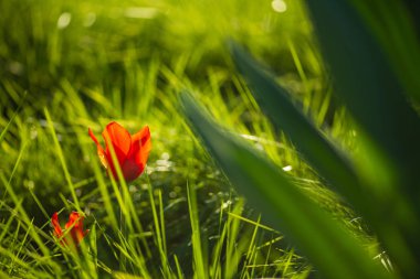 Kırmızı lale çiçek yeşil çim çim üzerinde. Bahar aşırı bulanık zemin. Seçici odak makro ile sığ Dof vurdu