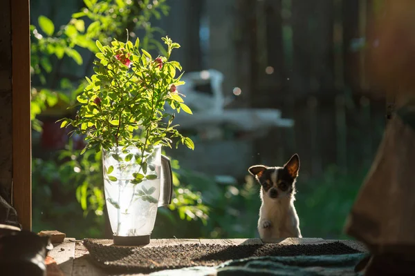 A small and funny chihuahua dog looks out of the door. On the left are flowers in a transparent plastic jug The frame is illuminated by the bright sunset sun