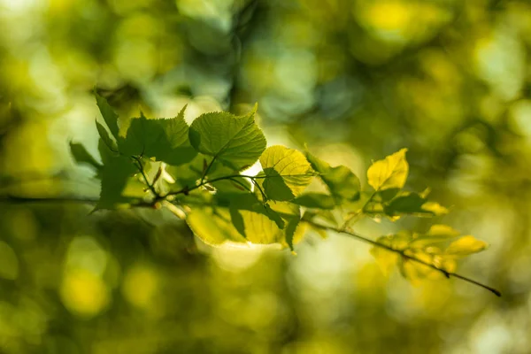 Bladeren van de Linde, verlicht door de zon schijnt door lente zomer achtergrond. Selectieve aandacht macro geschoten met ondiepe Dof — Stockfoto