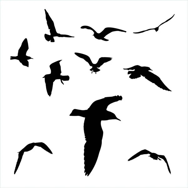 Ensemble vectoriel silhouette mouette sur fond blanc collection — Image vectorielle