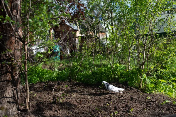 Eine weiße Taube geht über frisch gepflügtes Land neben einem Baum und grünen Büschen. im Garten außerhalb der Stadt. Frühling sonniger Tag — Stockfoto