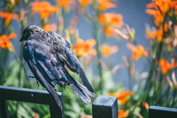 Um Corvo preto senta-se em uma cerca de ferro forjado preto contra um fundo de flores bonitas laranja borrada — Fotografia de Stock