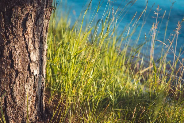 Сосна, растущая на берегу реки, полная травы на фоне голубой воды. — стоковое фото
