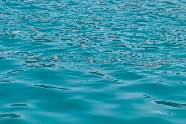 低リップルと泳いで魚と海の背景に微妙な波と美しい透明な青緑色の海海の水面のワイド ショット。休暇旅行の背景、テキストの copyspace に — ストック写真