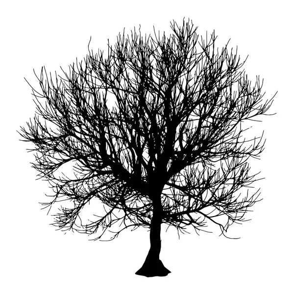 Černý suchý strom zimní nebo podzimní silueta na bílém pozadí. Vektorové ilustrace eps10 — Stockový vektor