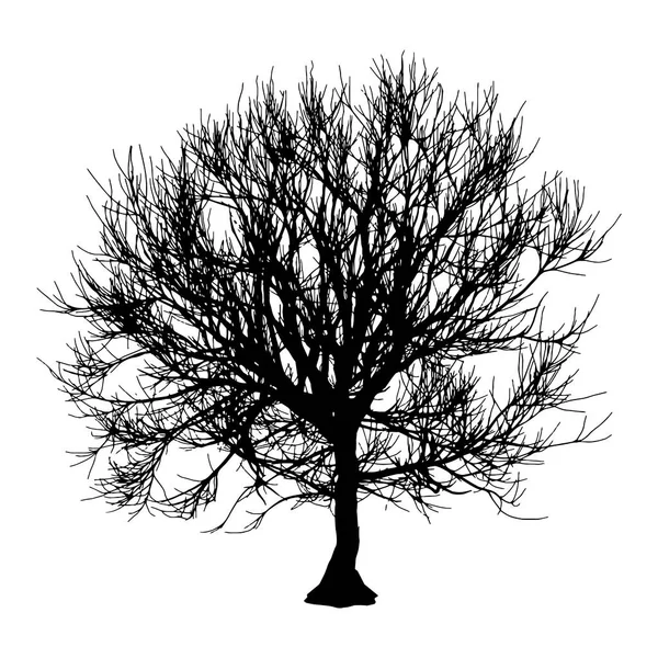 Black dry tree winter or autumn silhouette on white background. Vector eps10 illustration Stock Vector