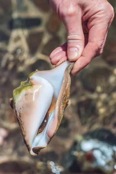 male hand holding live tropic seashell on the background of a blurred sea bottom illuminated by bright sunshine