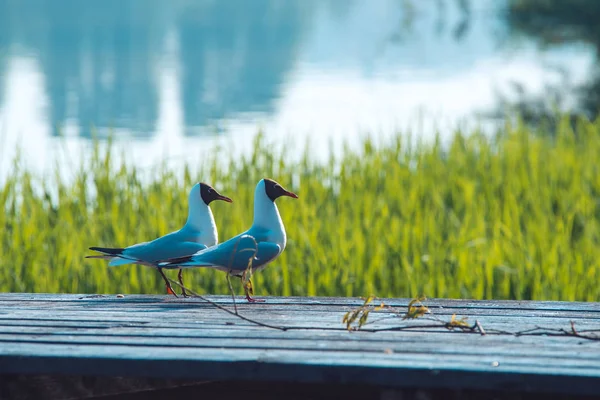 Due gabbiani sedersi sulla parte superiore del bordo di legno sopra primavera verde erba sfondo con lago acqua paesaggio — Foto Stock