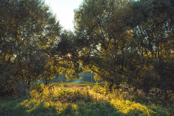 Forest lane in het late voorjaar in zonlicht — Stockfoto