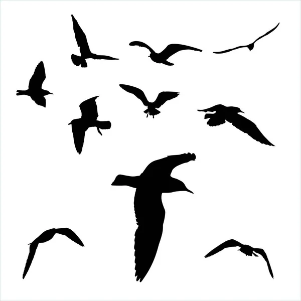Set - silueta de gaviota sobre fondo blanco colección — Foto de Stock