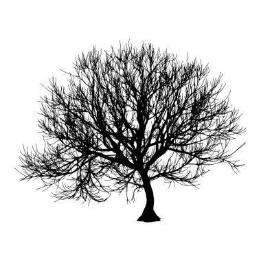 Siyah kuru ağaç kış veya beyaz arka plan üzerinde sonbahar siluet. Vektör eps10 çizim