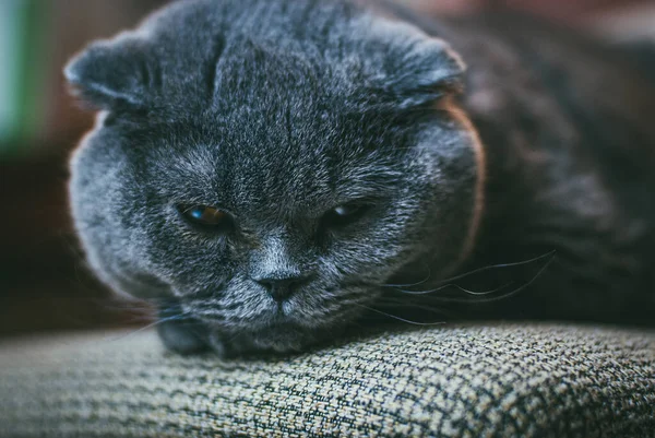 Pliegue escocés gato gris con ojos anaranjados se encuentra en la silla solo y aburrido. Quedarse en casa coronavirus covid-19 concepto de cuarentena — Foto de Stock