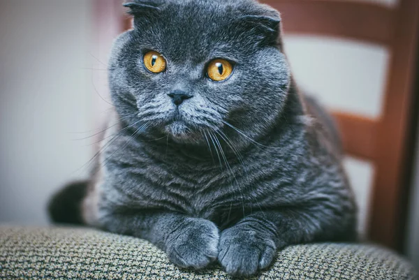 Pliegue escocés gato gris con ojos anaranjados se encuentra en la silla solo y aburrido. Quedarse en casa coronavirus covid-19 concepto de cuarentena — Foto de Stock