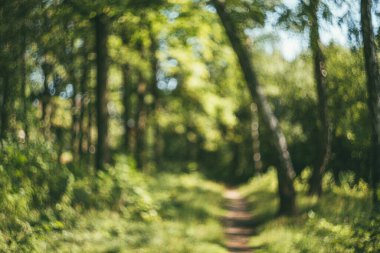 Yeşil doğal yaz ormanı. Odak Ormanı ya da Bokeh 'in dışında. Odaklanmamış sanat arkaplanı