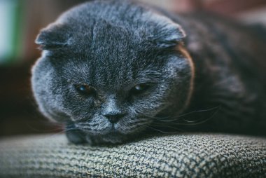 Turuncu gözlü İskoç gri kedisi sandalyeye uzanmış ve sıkılmış. Evde kal Coronavirus covid-19 karantina konsepti