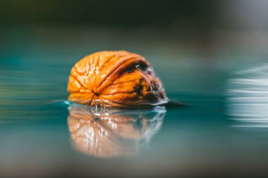 Suda duran kabukta ıslak cevizler. - Yakın çekim. Seçici odak