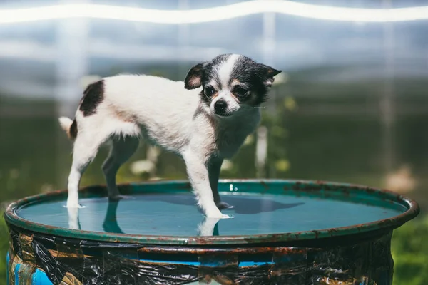 Egy kicsi és vicces Chihuahua kutya áll a fedél egy hordó vízzel teli ellen elmosódott nyári kertben. Maradj otthon coronavirus covid-19 karantén koncepció — Stock Fotó