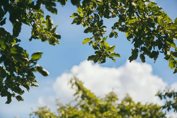 Ramos de uma pêra e árvore de maçã contra um céu azul com uma nuvem branca macia no meio — Fotografia de Stock