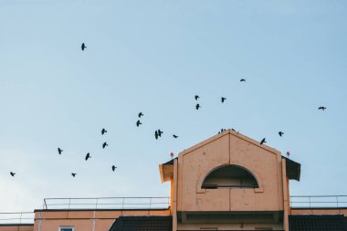 Bir grup siyah karga evin mavi gökyüzü ve çatısına doğru uçuyor ve daireler çiziyor. Yukarı bak.