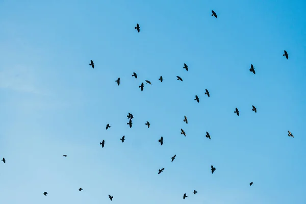 Een kudde zwarte kraaien die tegen de blauwe lucht vliegen. Kijk omhoog. — Stockfoto