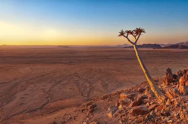 ナミビア砂漠の前にある静かな木 Aloe Dichotoma の景色 ナミビアはアフリカ南部の海岸砂漠であり その名前は 広大な場所 を意味する ほとんど無人島である — ストック写真