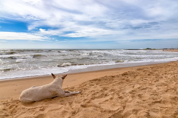 Dog Resting Negombo Beach Sri Lanka Negombo Major City Sri — Stock Photo, Image